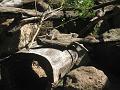 Zoo Cottbus 018
